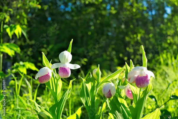 Obraz Several Showy Lady's-slippers, Cypripedium reginae, also known as Pink-and-white Lady's-slipper or the Queen's Lady's-slipper. Official Minnesota State Flower - beautiful blossoms in natural setting.
