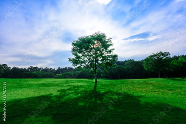 Obraz 緑の芝生に立つ一本の木