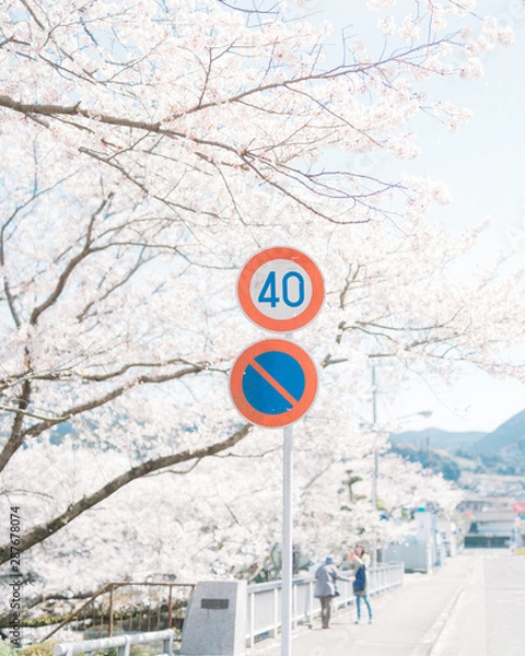 Obraz CHERRY BLOSSOM