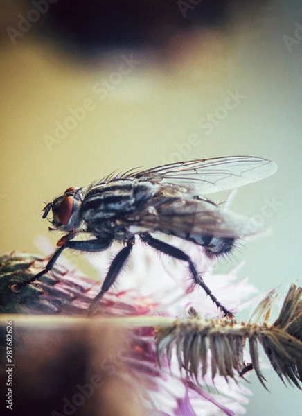 Obraz fly insect