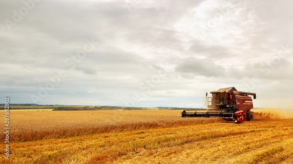 Fototapeta Combine harvester working on a wheat field. Seasonal harvesting the wheat. Agriculture.