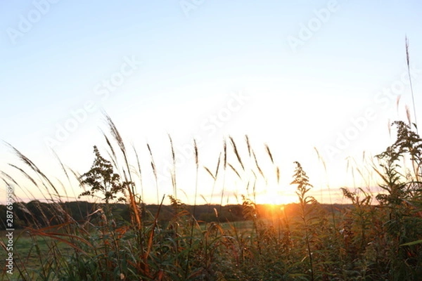 Obraz 朝焼けのススキ