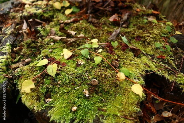 Fototapeta 手稲山