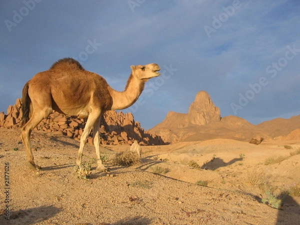 Obraz wielbłąd