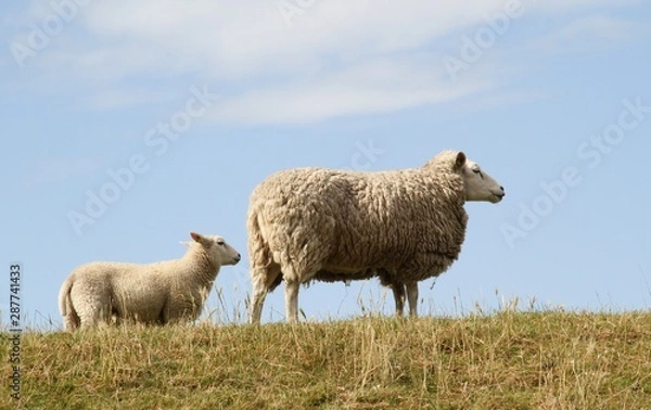 Obraz Mutterschaf mit Lamm auf dem Deich von blauem Himmel