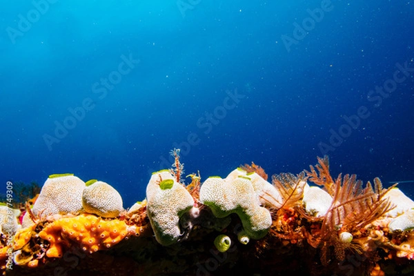 Fototapeta Seescheiden