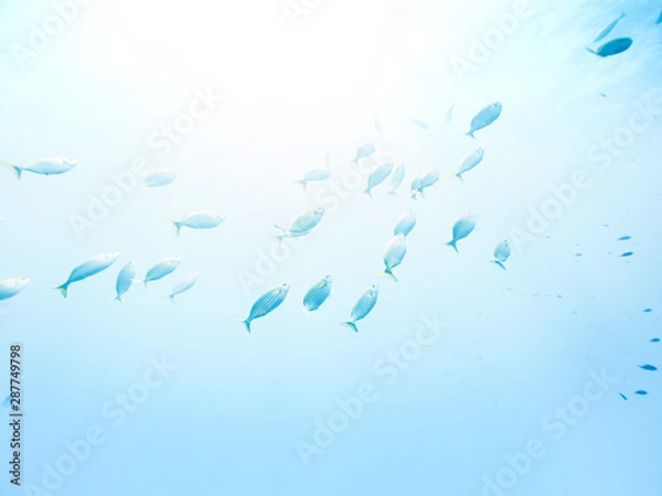 Obraz Fischschwarm im Freien Wasser