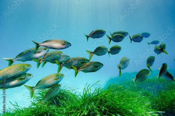 Obraz Fischschwarm im Freien Wasser