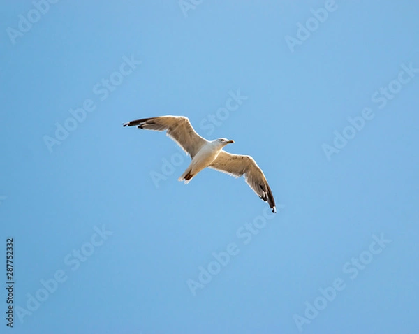 Obraz birds seagulls on a background of blue sky
