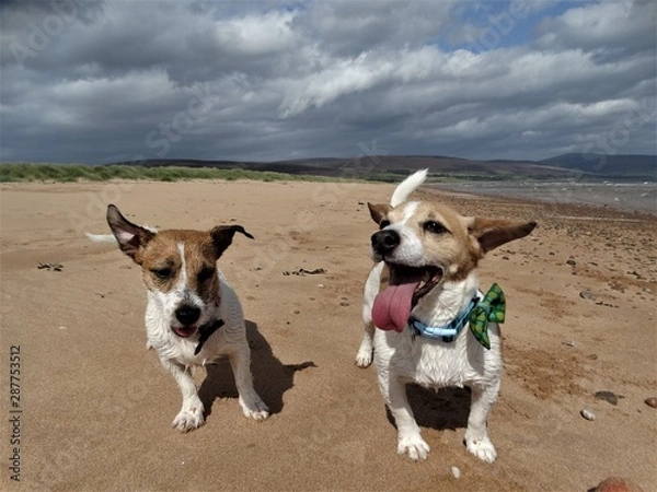 Obraz Two Jack Russells on Beach