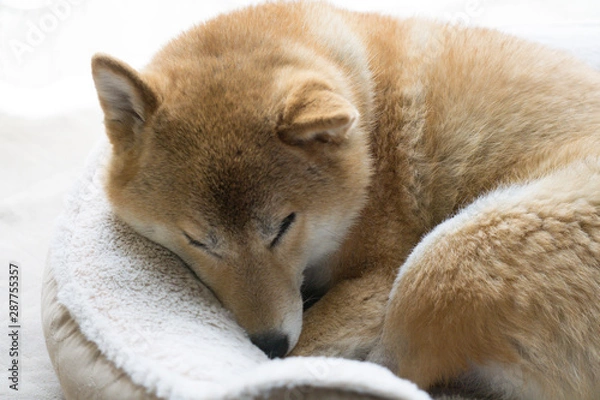 Obraz 昼寝をする柴犬