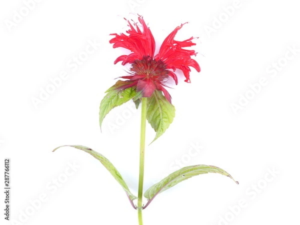 Obraz red bergamot flowers on a white background
