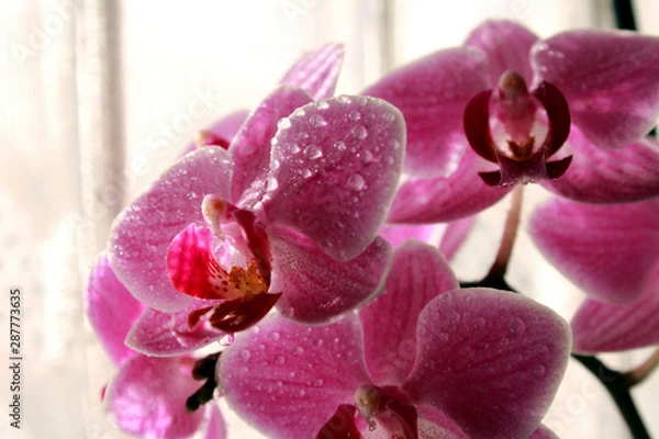 Fototapeta Orchidee