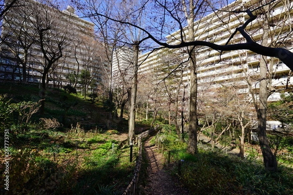 Fototapeta 大規模　マンション　林　青空　日本　対比　昼間