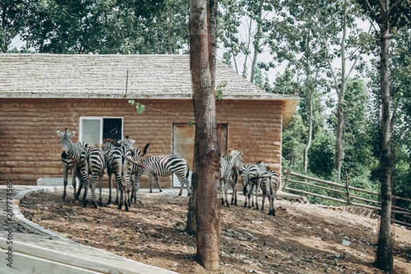 Obraz zebra in the park