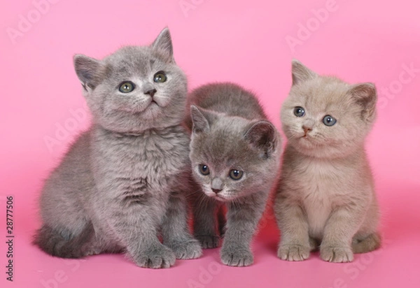 Fototapeta Three British kitten on a pink background.