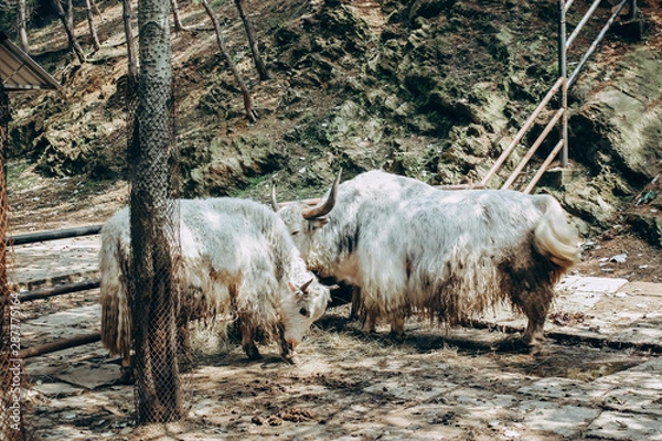 Obraz goat on a farm