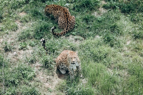 Obraz cheetah in the grass