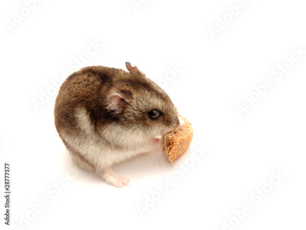 Obraz Hamster with a bread slice