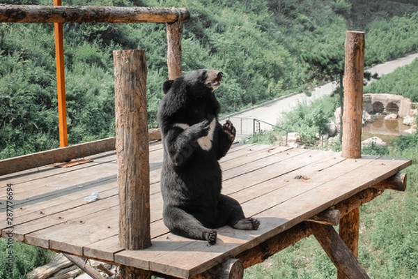 Obraz bear want to eat