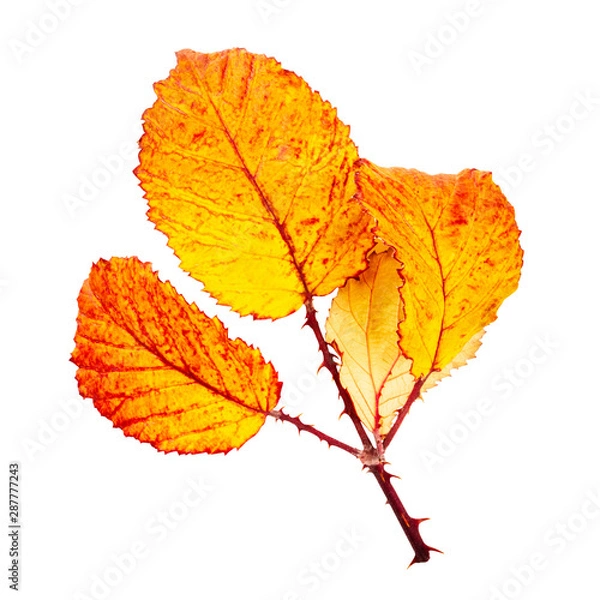Fototapeta Autumn leaves branch, isolated on a white background with a clipping path