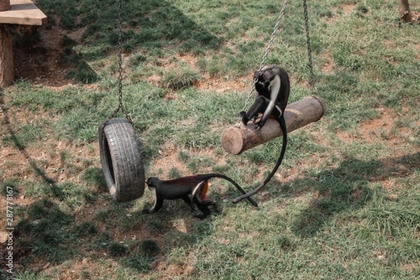 Obraz two monkey in the park