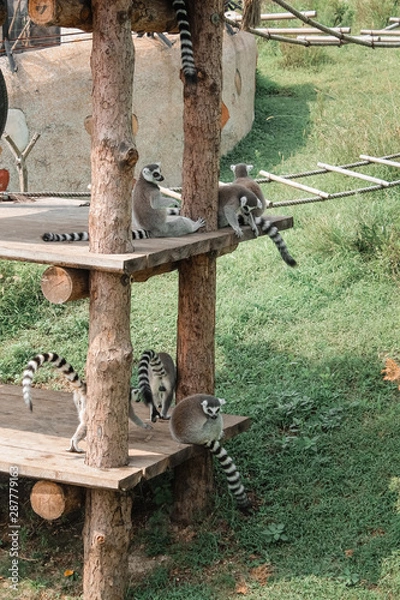 Obraz lemurs in park for animals