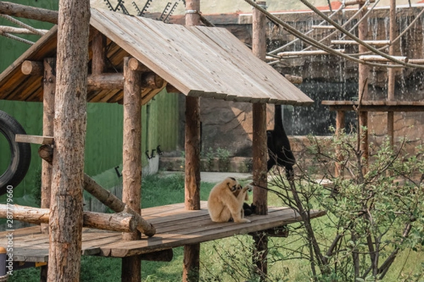 Obraz beautiful monkey in the park