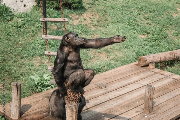 Obraz brown monkey in zoo