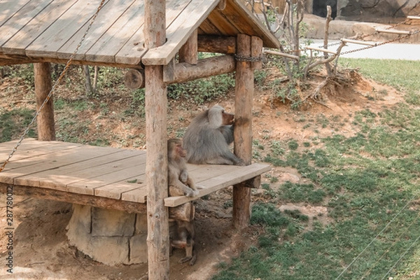 Obraz monkeys rest in zoo