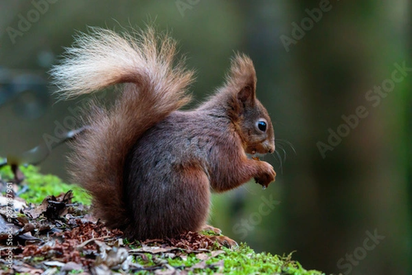Obraz Red Squirrel Eating