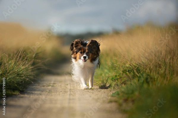 Obraz Happy and crazy papillon dog running in the field. Cute and funny dog breed continental toy spaniel having fun outdoors