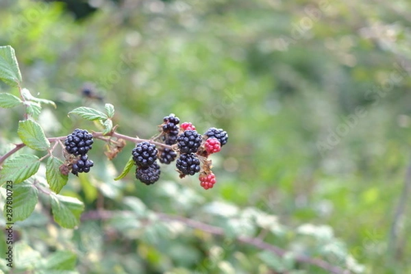 Fototapeta Blackberries