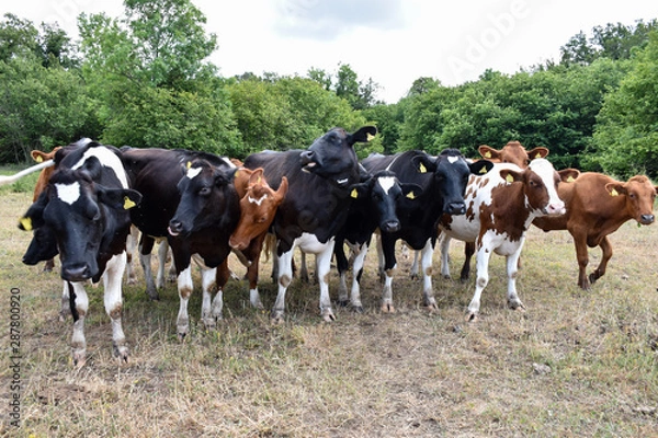 Fototapeta Curious cattle herd in a grassland