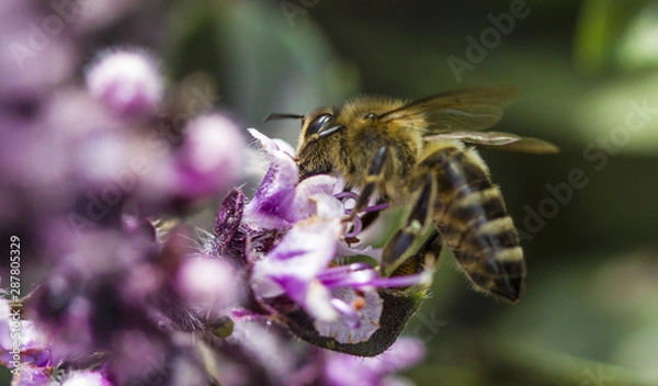 Obraz bee on lavender