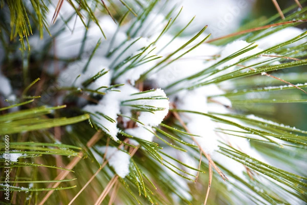 Fototapeta Pine Needle Covered In White Snow On A Very  Cold and Freezing Winter Morning