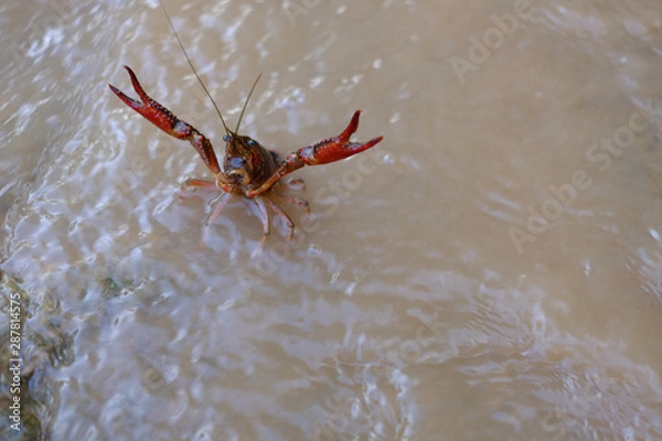Fototapeta River crab in attack position, clash those two!