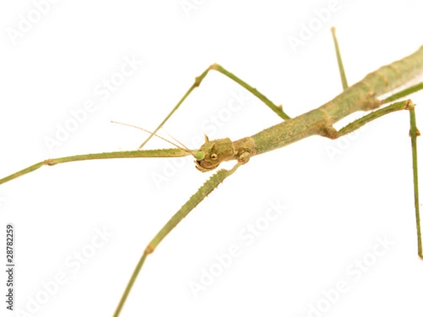 Obraz Carausius morosus