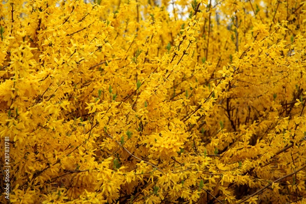 Obraz spring bushes yellow flowers