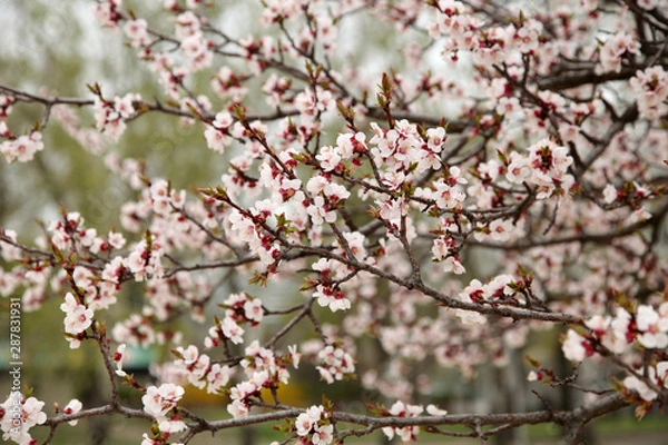 Obraz tree spring flowers cherry