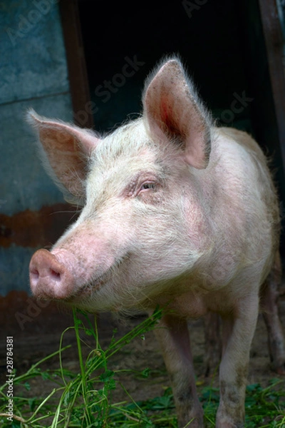 Fototapeta Dirty pig