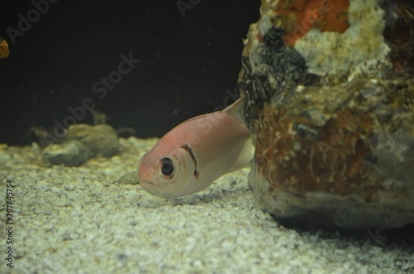 Obraz João Pessoa, Brazil