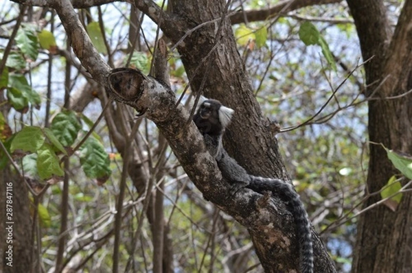 Obraz João Pessoa, Brazil