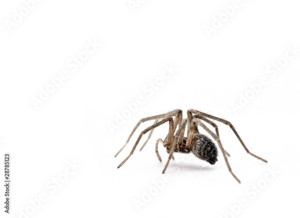 Obraz Spider