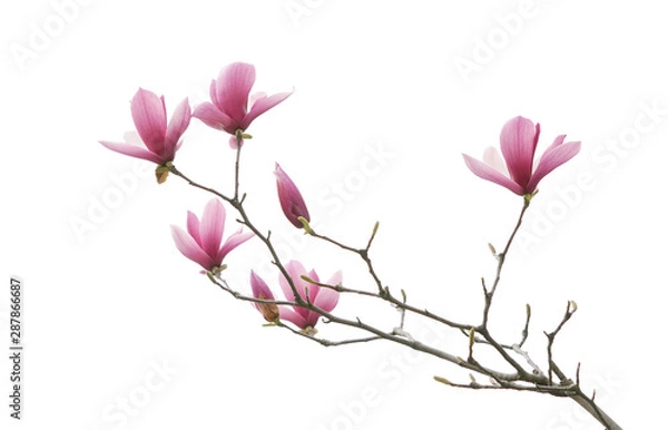 Obraz Magnolia Flower Spring Branch na białym tle