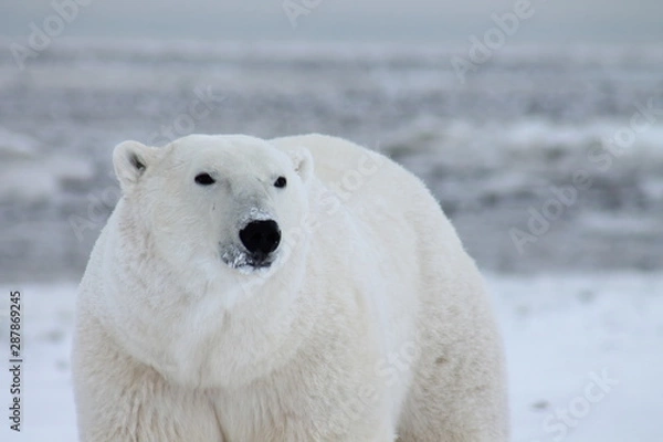 Obraz polar bear