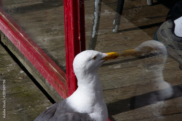 Fototapeta Seagul starinng at his own reflection at the red framed window of a restaraunt, waiting for someone to drop some food.