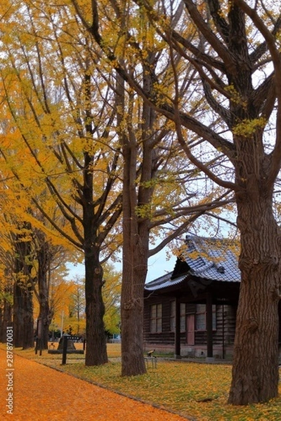 Fototapeta 銀杏並木