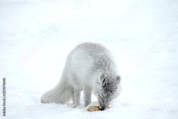 Obraz Arctic Fox