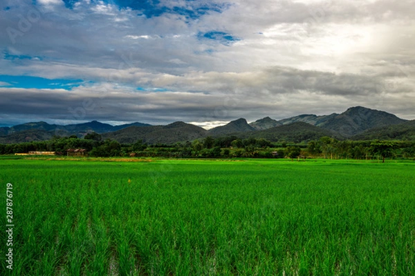Fototapeta The close background of the green rice fields, the seedlings that are growing, are seen in rural areas as the main occupation of rice farmers who grow rice for sale or living.